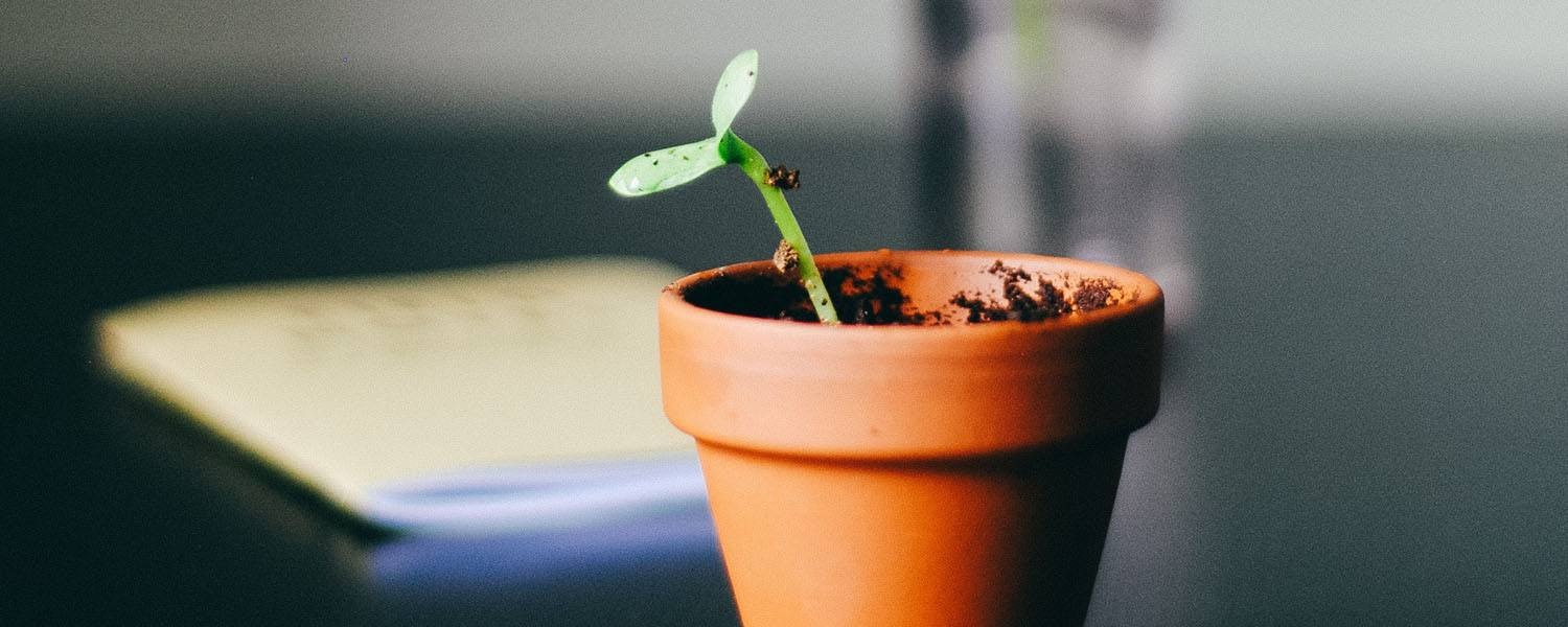 Small Plant Sprouting Out of an Orange Pot